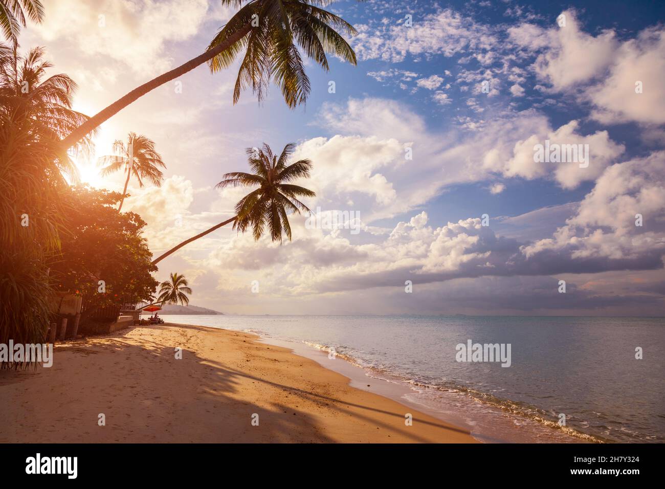 Beautiful tropical beach with coconut palm trees at sunset time Stock Photo