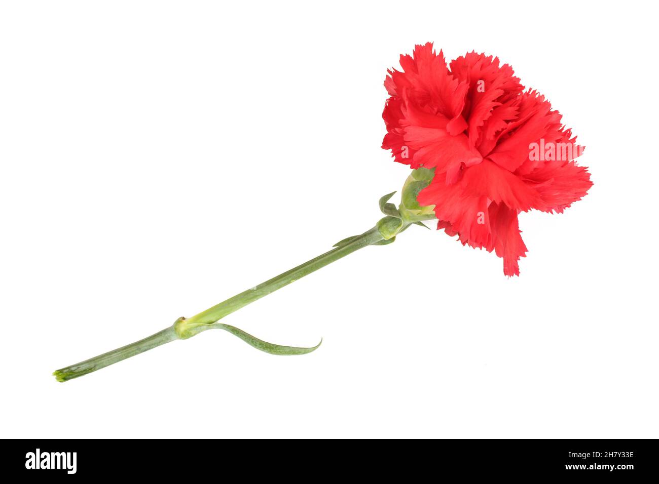 Red carnation flower isolated on white background Stock Photo Alamy
