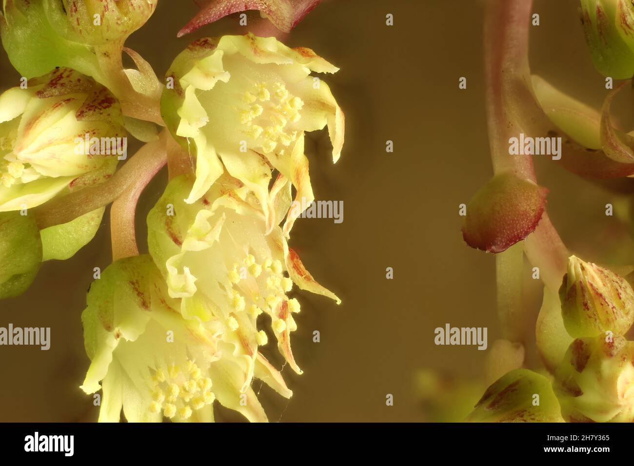 Macro view Aeonium succulent flower clusters on stem Stock Photo