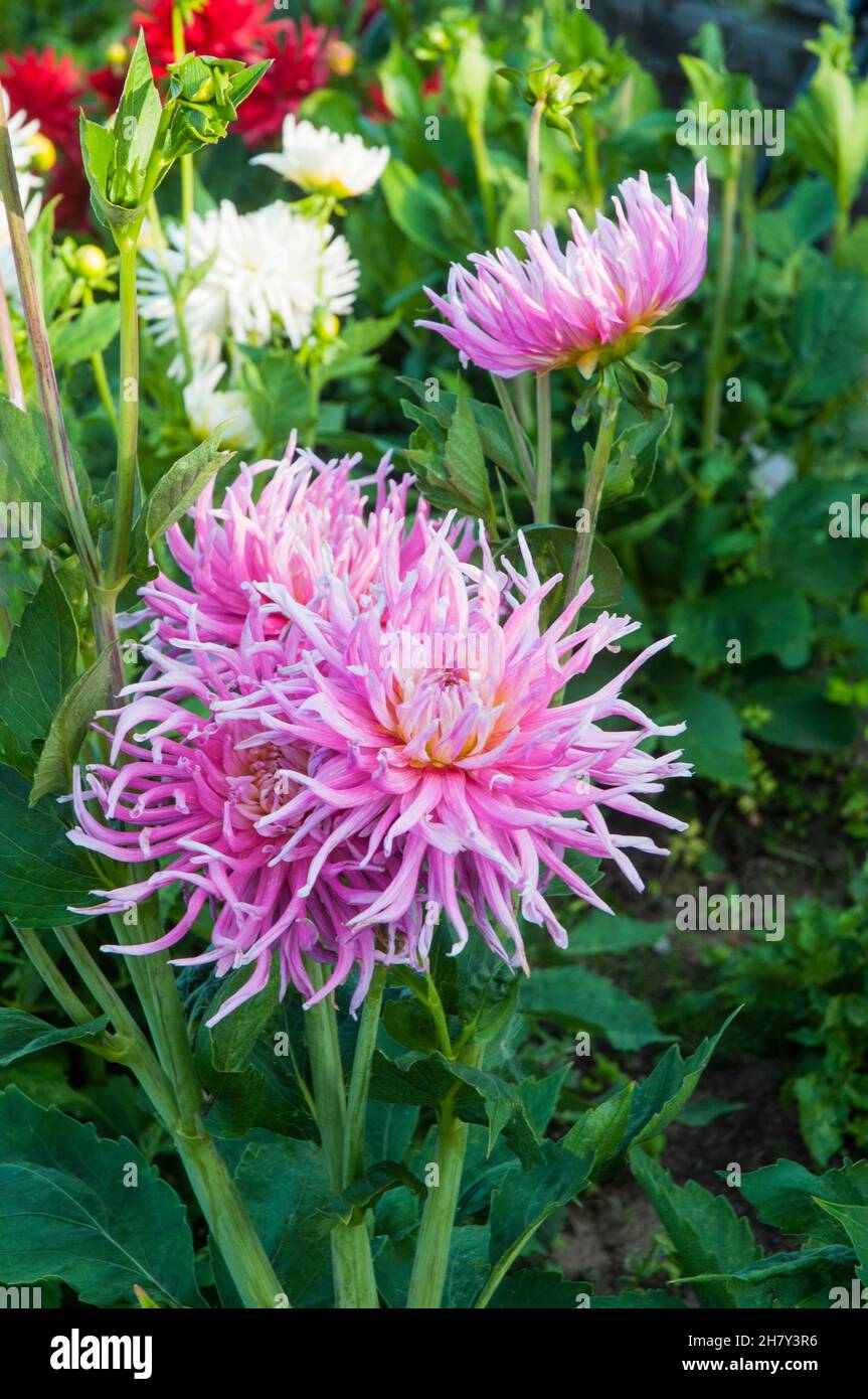 Close up of flower of cactus dahlia Stars Favorite. A large pink and white fully double bushy dahlia that flowers through summer into autumn Stock Photo