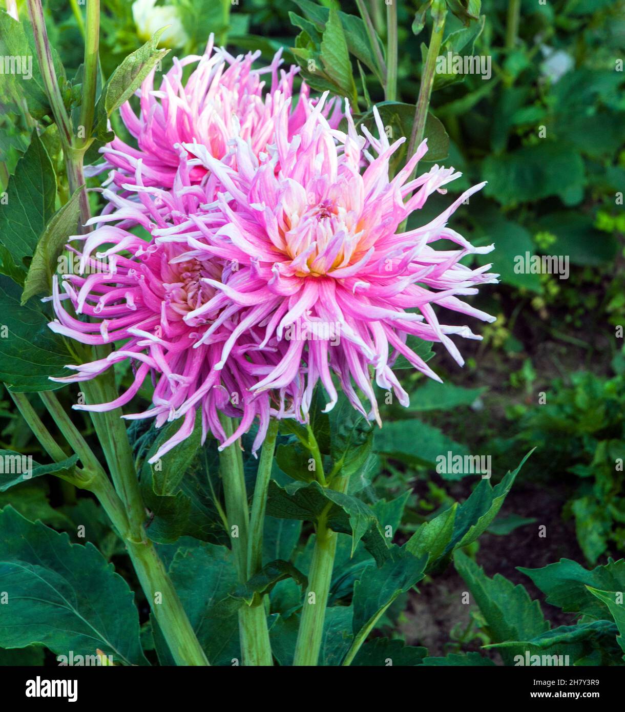 Close up of flower of cactus dahlia Stars Favorite. A large pink and white fully double bushy dahlia that flowers through summer into autumn Stock Photo