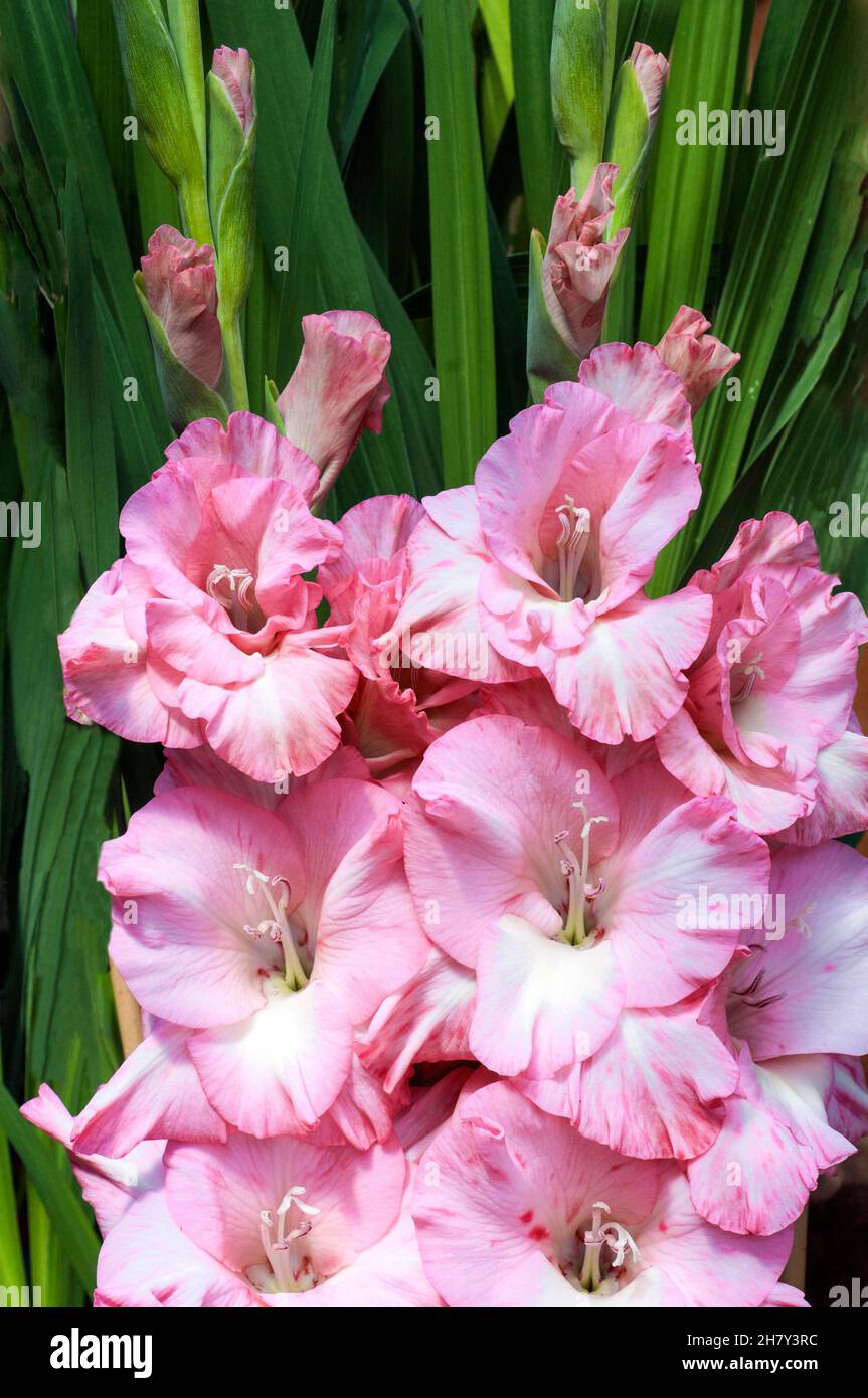 Close up of large pink flowers of Gladiolus Teamwork against a background of leaves a summer flowering cormous perennial that is half hardy Stock Photo