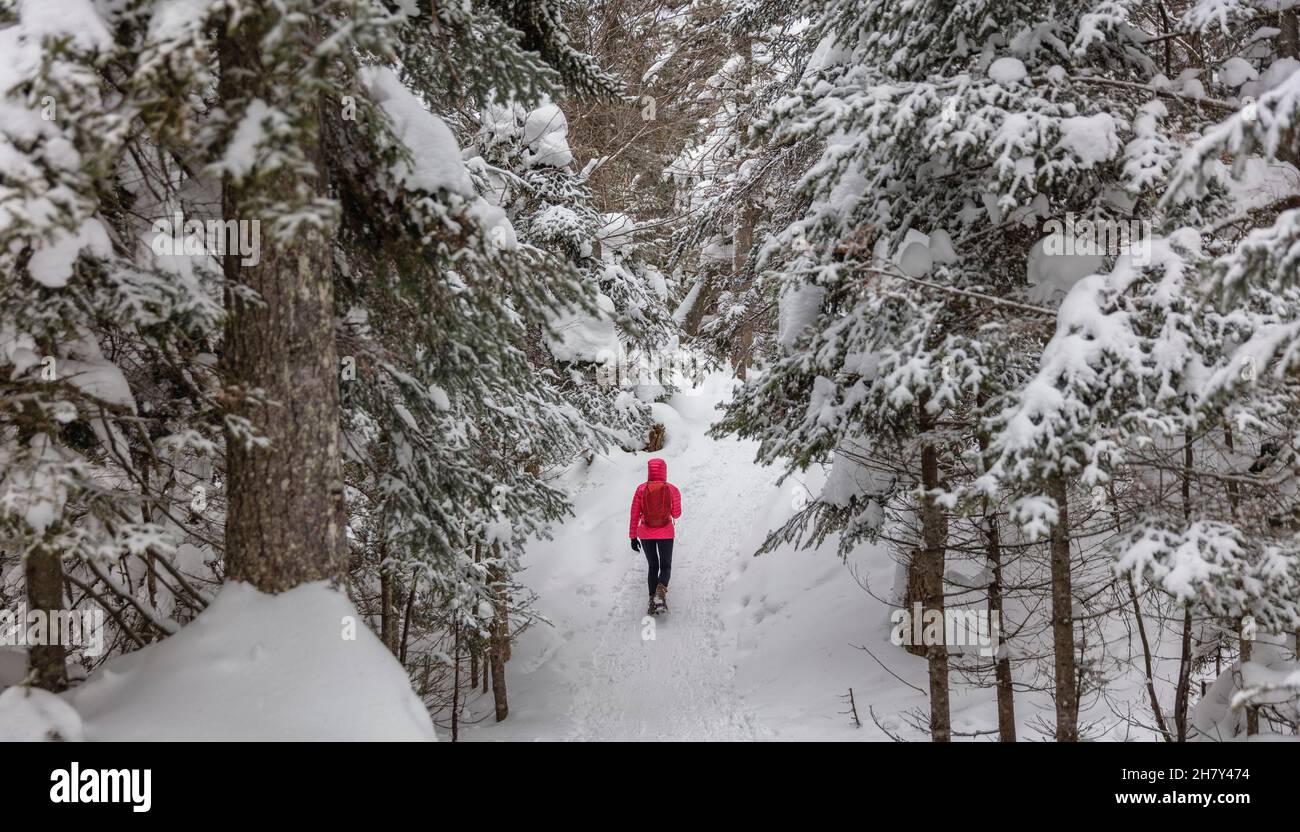 Winter forest snowshoe winter activity. Snowshoeing woman in winter forest with snow covered trees. People on hike in snow hiking in snowshoes living Stock Photo