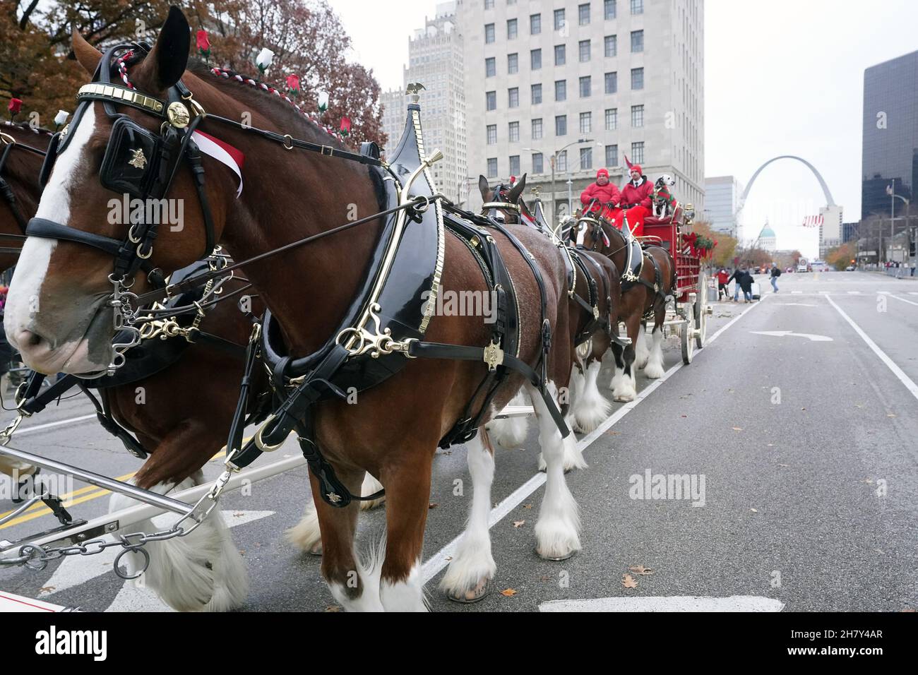 St. Louis, United States. 25th Nov, 2021. The Budweiser Clydesdale