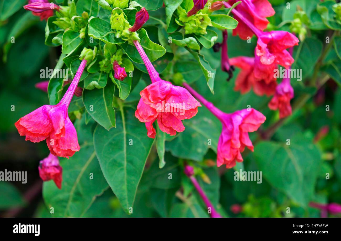 Marvel of Peru, Four o'clock flowers (Mirabilis jalapa Stock Photo Alamy