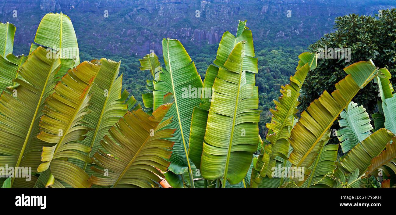 Image Traveller's tree (Ravenala madagascariensis), Fort Canning Park,  Singapore - 434261 - Images of Plants and Gardens - botanikfoto