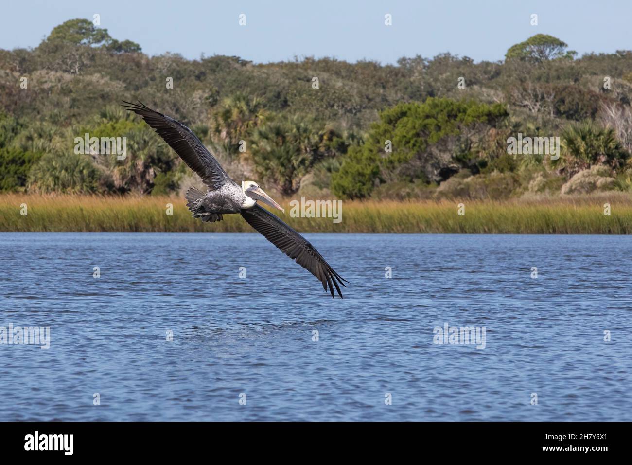A brown pelican (Pelecanus occidentalis) in flight. Stock Photo