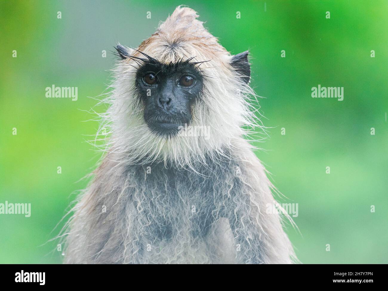 Gray langurs, also called Hanuman langurs or Hanuman monkeys, are Old World monkeys native to the Indian subcontinent. Stock Photo