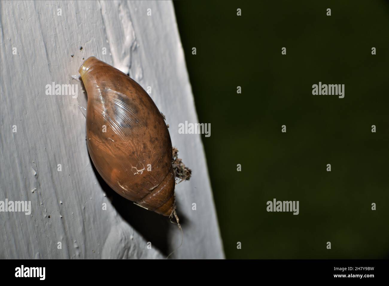 A cannibal snail Stock Photo Alamy