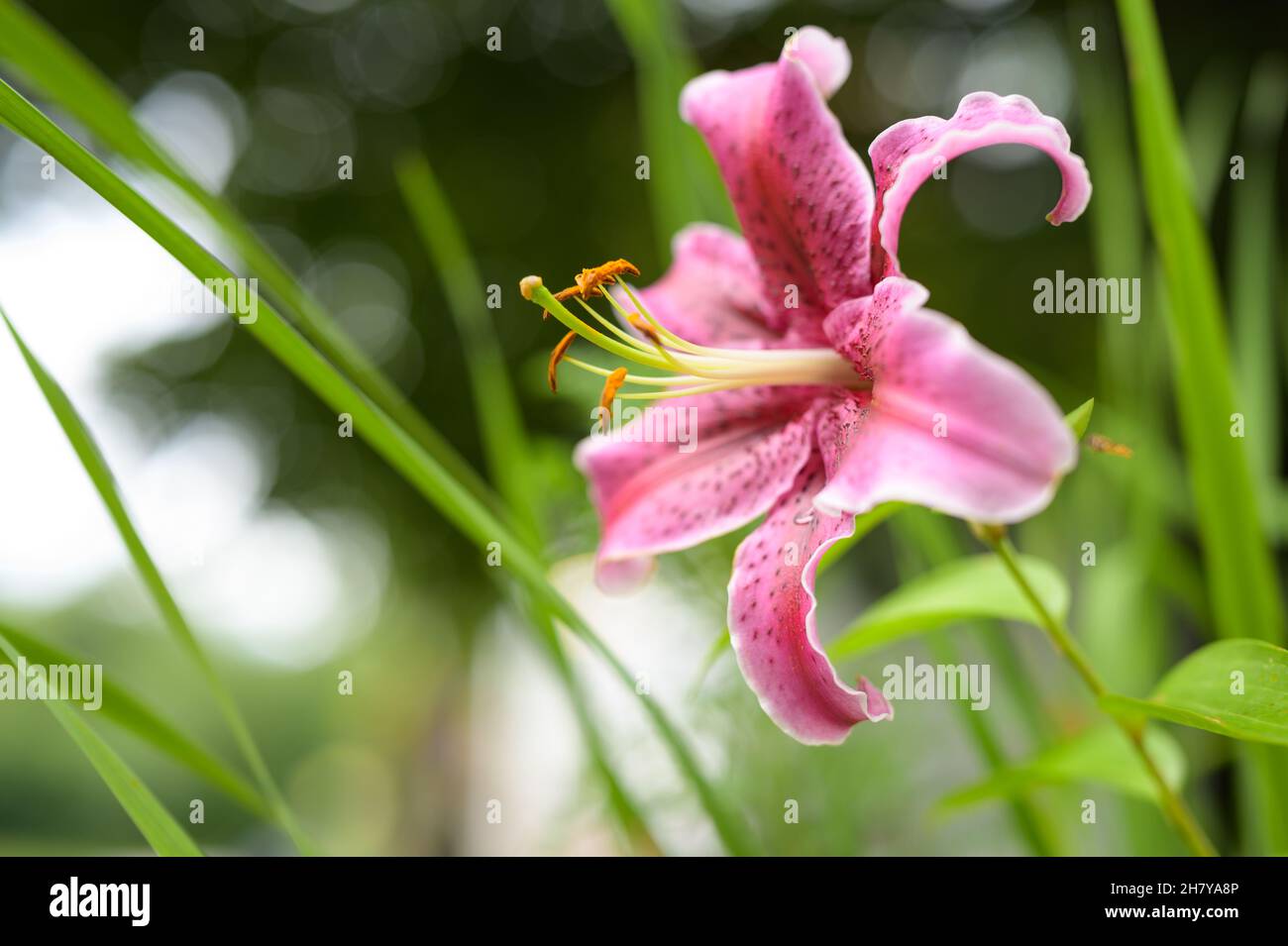 Blossom of a big purple tiger lily in the garden, summer Stock Photo