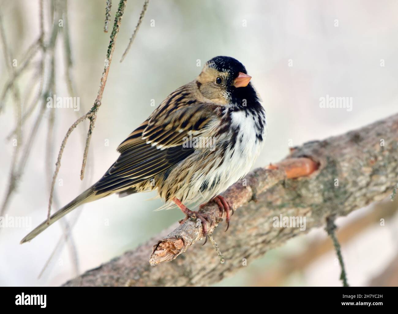 Harris' Sparrow,'Zonotrichia querula', perched on a tree branch in rural Alberta Canada. Stock Photo