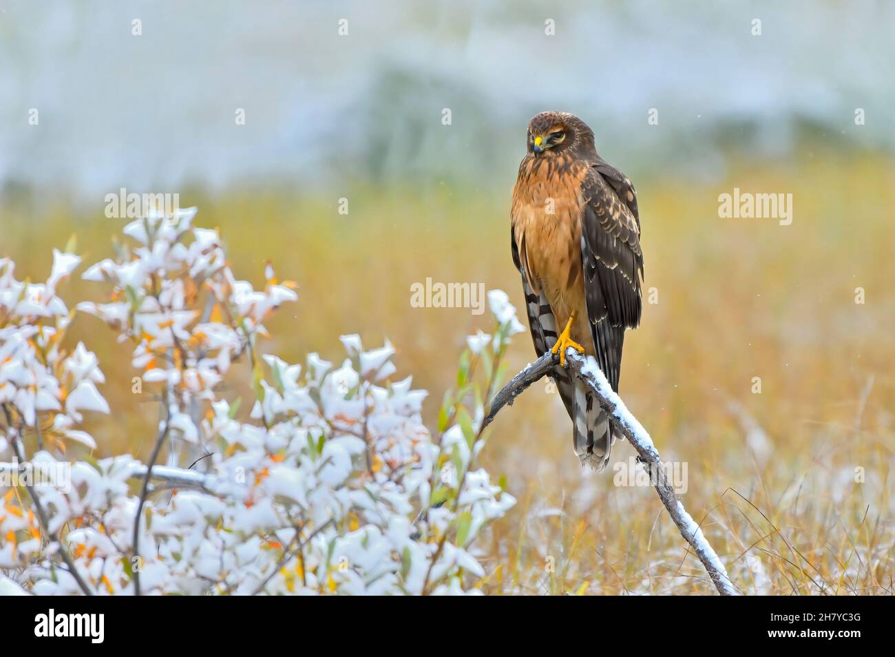 Harrier hawk hi-res stock photography and images - Alamy