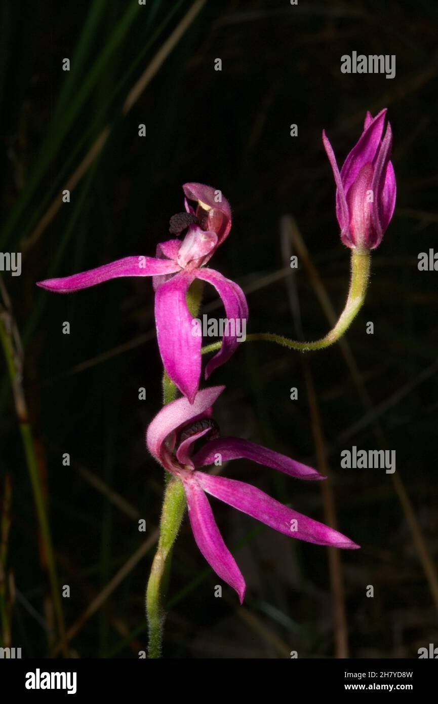These Black Tongue Caladenias (Caladenia Congesta) are smaller than the Pink Finger Orchids (Caladenia Carnea) they look like, but just as pretty. Stock Photo