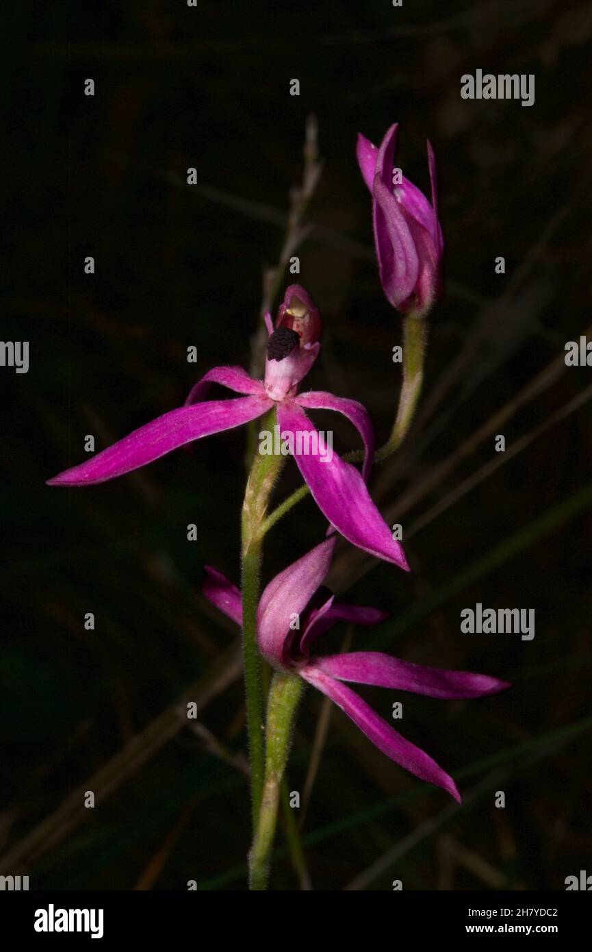 These Black Tongue Caladenias (Caladenia Congesta) are smaller than the Pink Finger Orchids (Caladenia Carnea) they look like, but just as pretty. Stock Photo