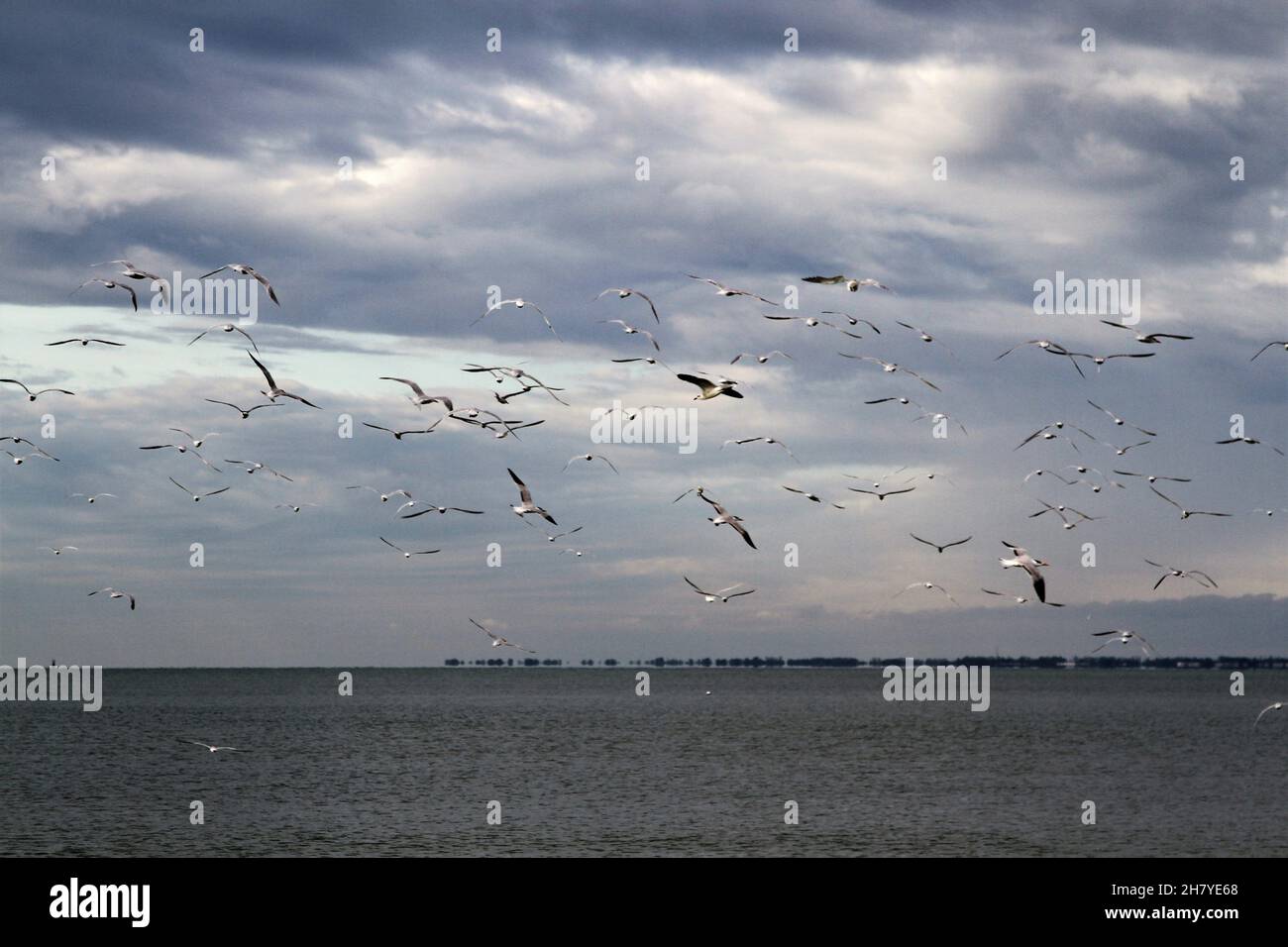 Birds flying over the water Stock Photo