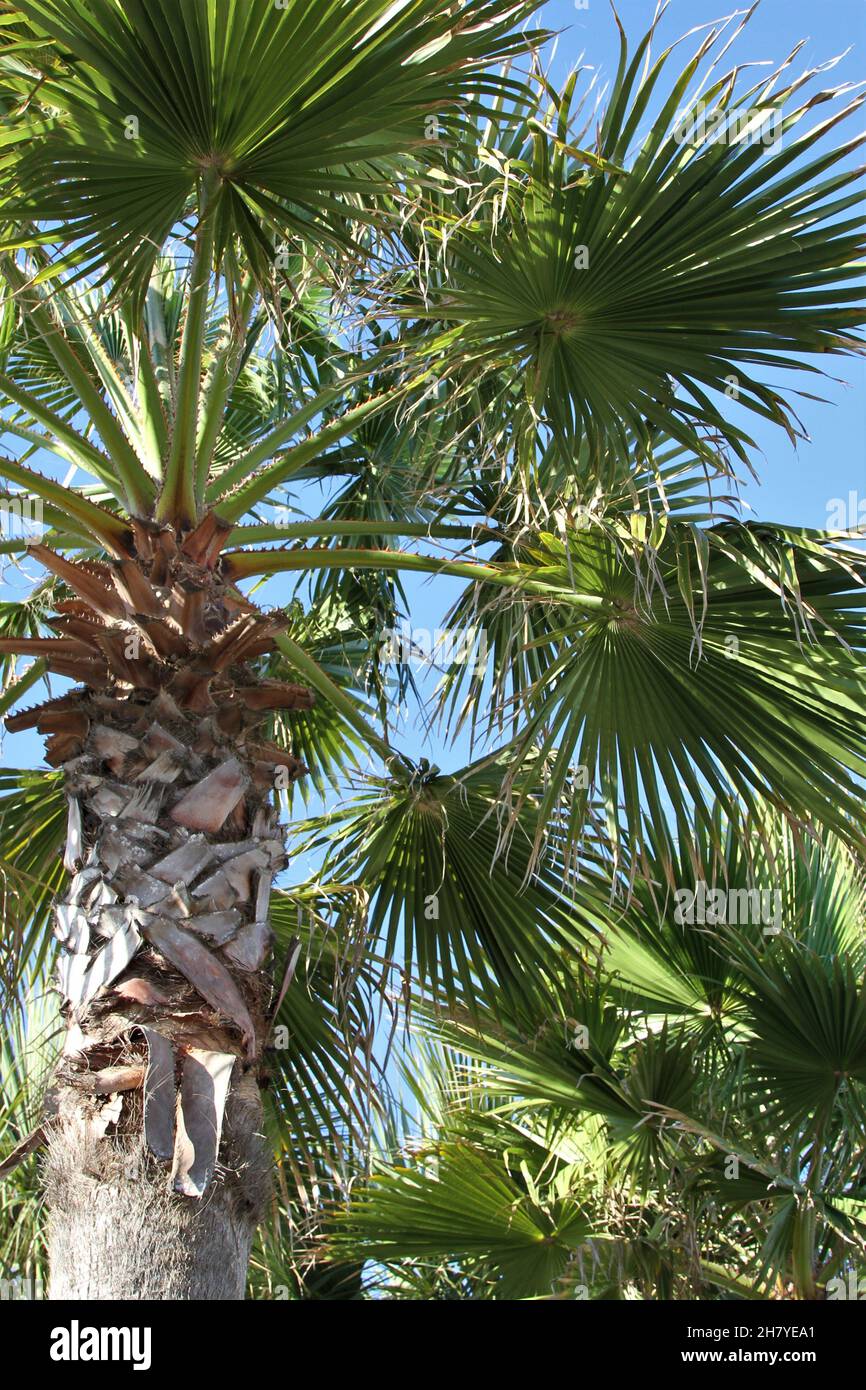 Tops of palm trees Stock Photo