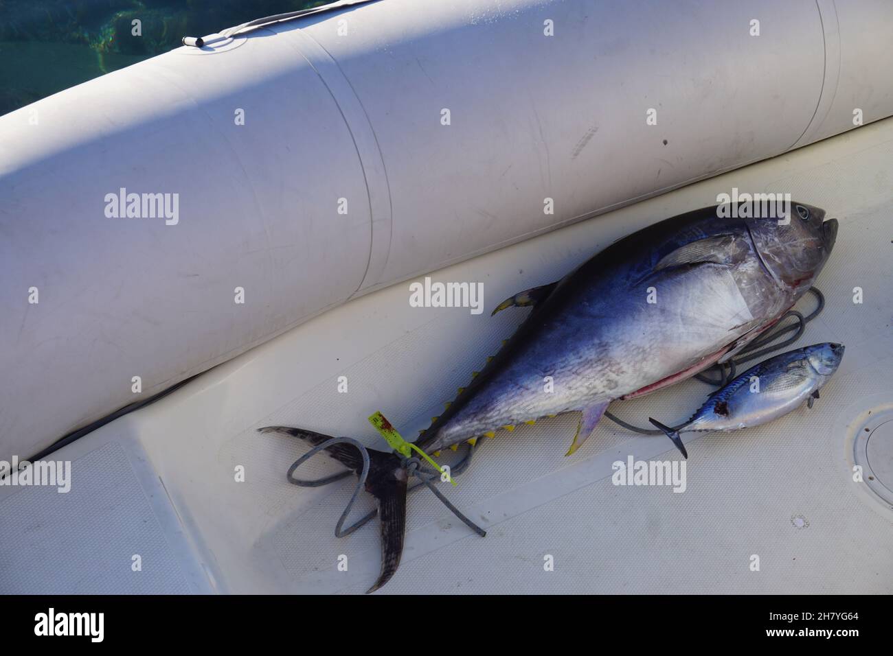 fisherman's catch in boat mediterranee france Stock Photo - Alamy