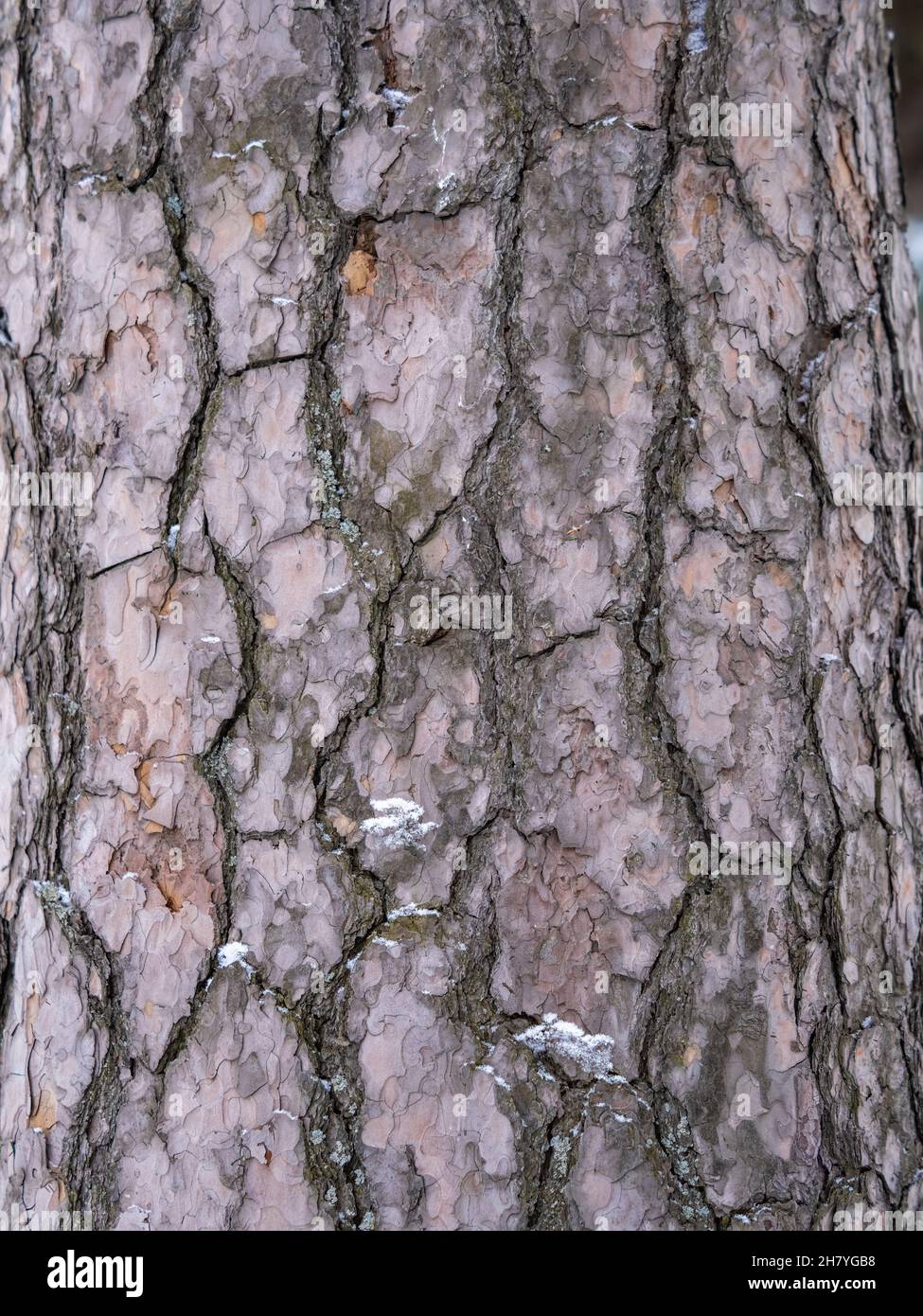 Old wood bark texture or background. Red pine tree Stock Photo - Alamy