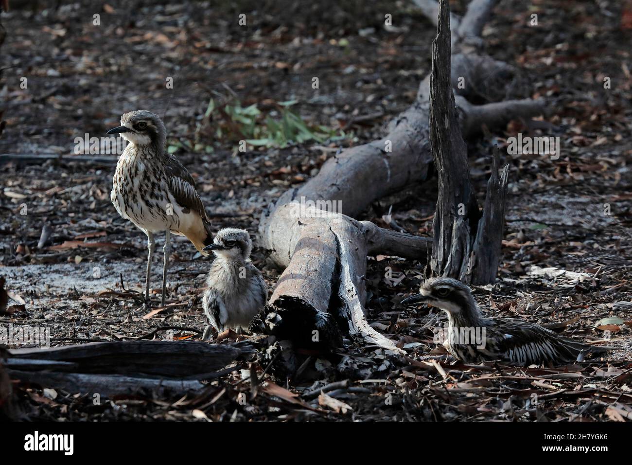 Bush thick-knee (Burhinus grallarius) parents and a chick. One or two eggs are laid in spring and again in early summer. Dryandra Woodland, Wheatbelt Stock Photo