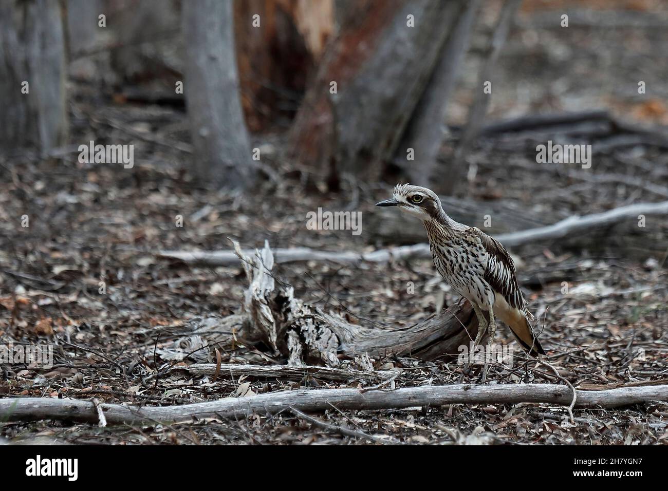 Bush thick-knee (Burhinus grallarius) a terrestrial bird that freezes when disturbed. Dryandra Woodland, Wheatbelt region, Western Australia, Australi Stock Photo