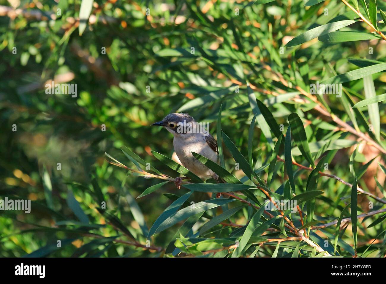 Brown-headed honeyeater (Melithreptus brevirostris) in a shrub. Males and females look alike. Dryandra Woodland, Wheatbelt region, Western Australia, Stock Photo