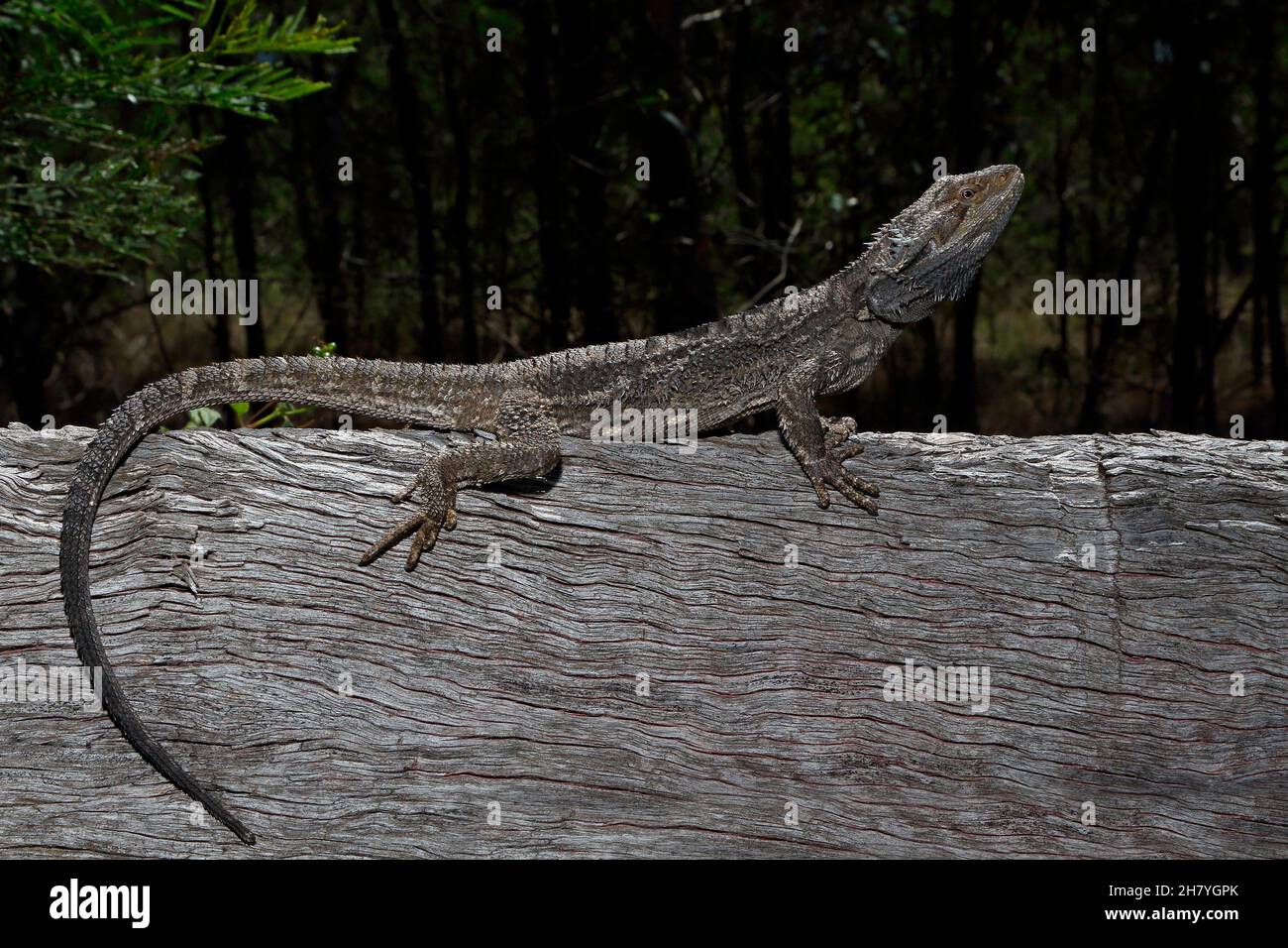 Eastern bearded dragon (Pogona barbata) lying on a timber fence rail, head lifted, alert. Mulgoa, New South Wales, Australia Stock Photo