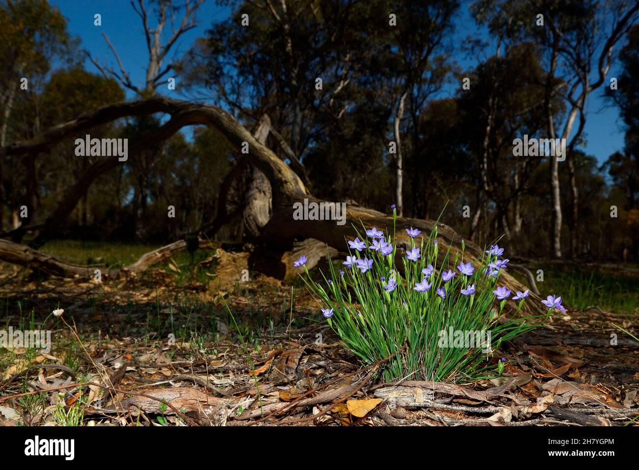 Orthrosanthus multiflorus hi-res stock photography and images - Alamy