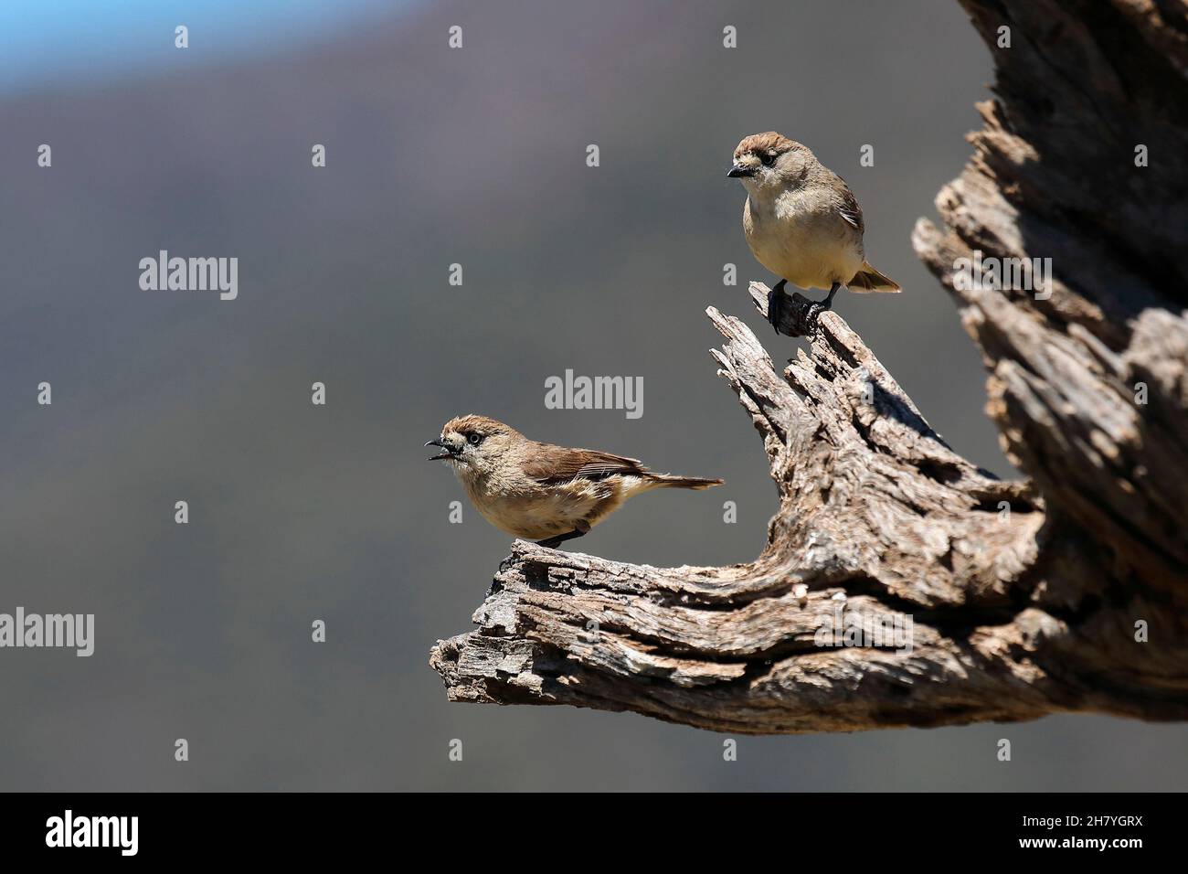 Southern whiteface (Aphelocephala leucopsis) pair on a log. Capertee Valley, New South Wales, Australia Stock Photo