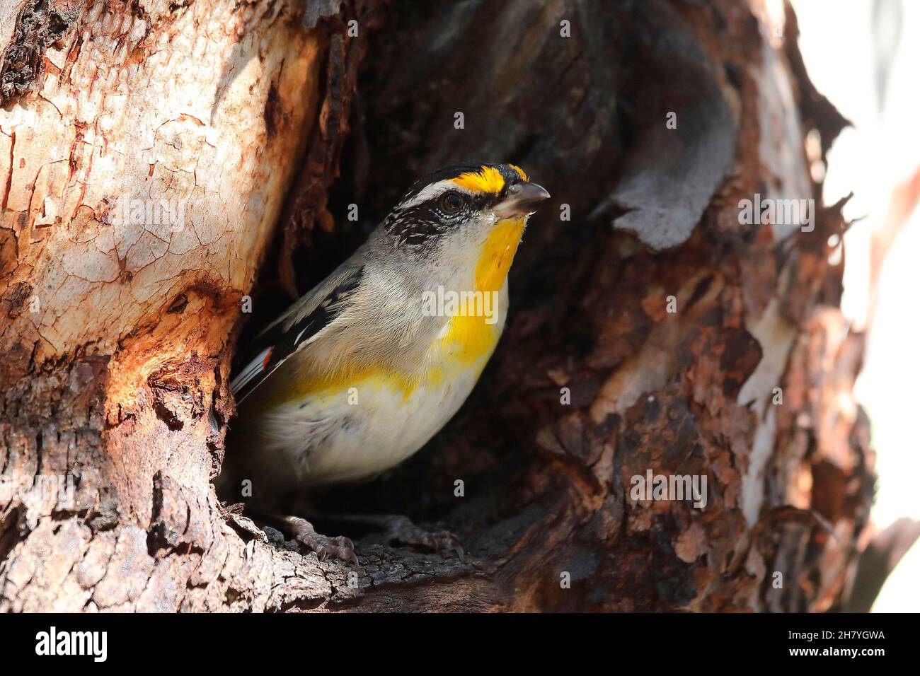 Striated pardalote (Pardalotus striatus substriatus), in the nest entrance. The subspecies is native to Kangaroo Island, also large parts of western a Stock Photo
