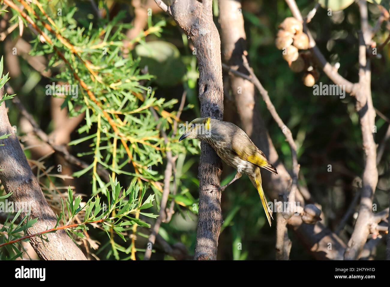 Yellow-plumed honeyeater (Ptilotula ornata), in a shrub. Dryandra Woodland, Wheatbelt region, Western Australia, Australia Stock Photo