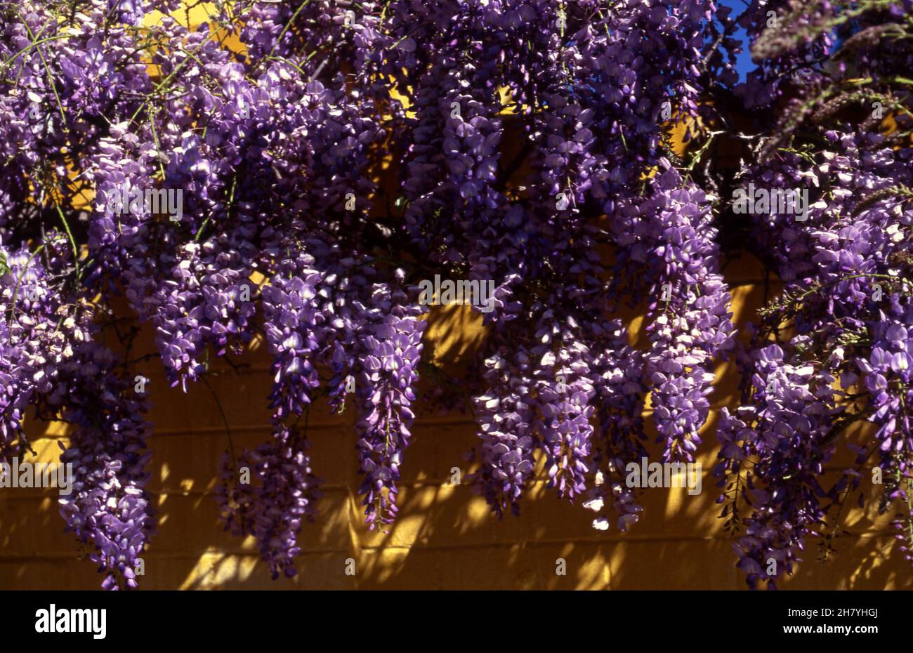 A BEAUTIFUL PURPLE WISTERIA VINE IN FULL FLOWER GROWING OVER A YELLOW