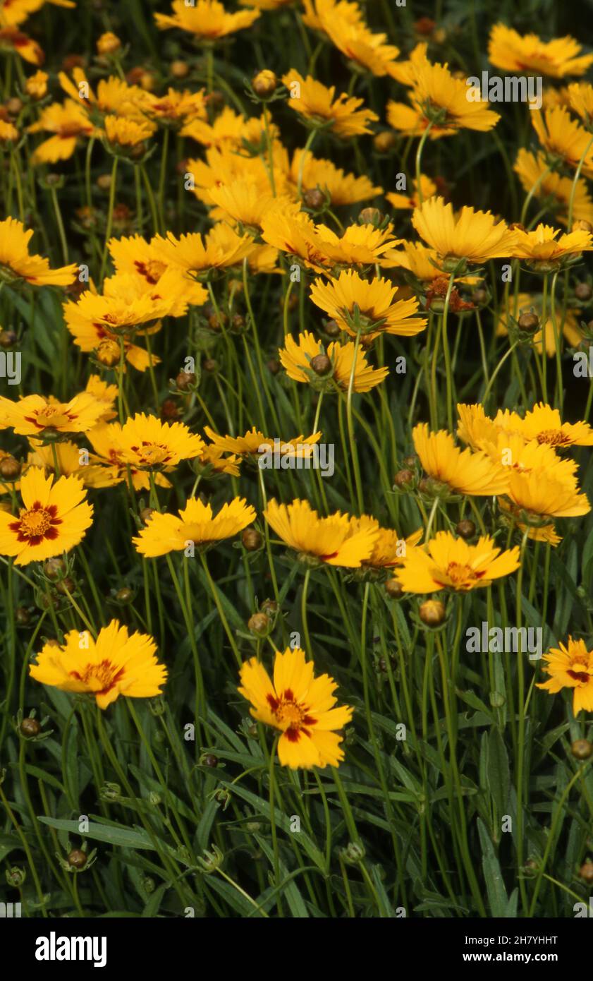 COREOPSIS OR TICKSEED GROWING ALONGSIDE THE HIGHWAY, NEW SOUTH WALES, AUSTRALIA. Stock Photo