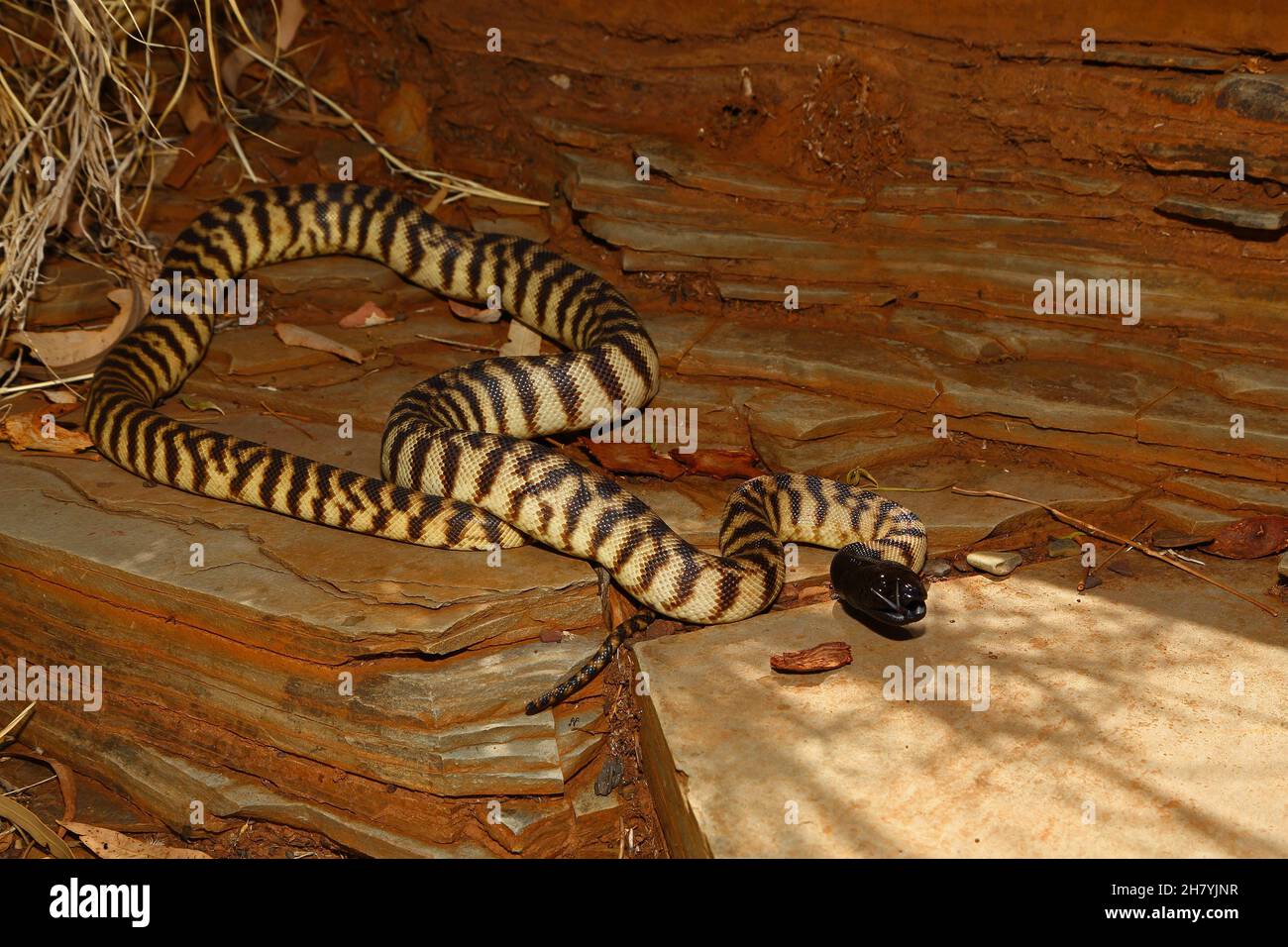 Black-headed python (Aspidites melanocephalus), grows to 1.5 to 2 metres on average. It is harmless to humans. It hisses loudly if disturbed. Wittenoo Stock Photo