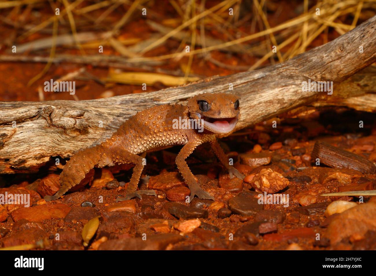Banded knob-tail (Nephrurus wheeleri) on the forest floor. Pannawonica, Pilbara region, Western Australia, Australia Stock Photo