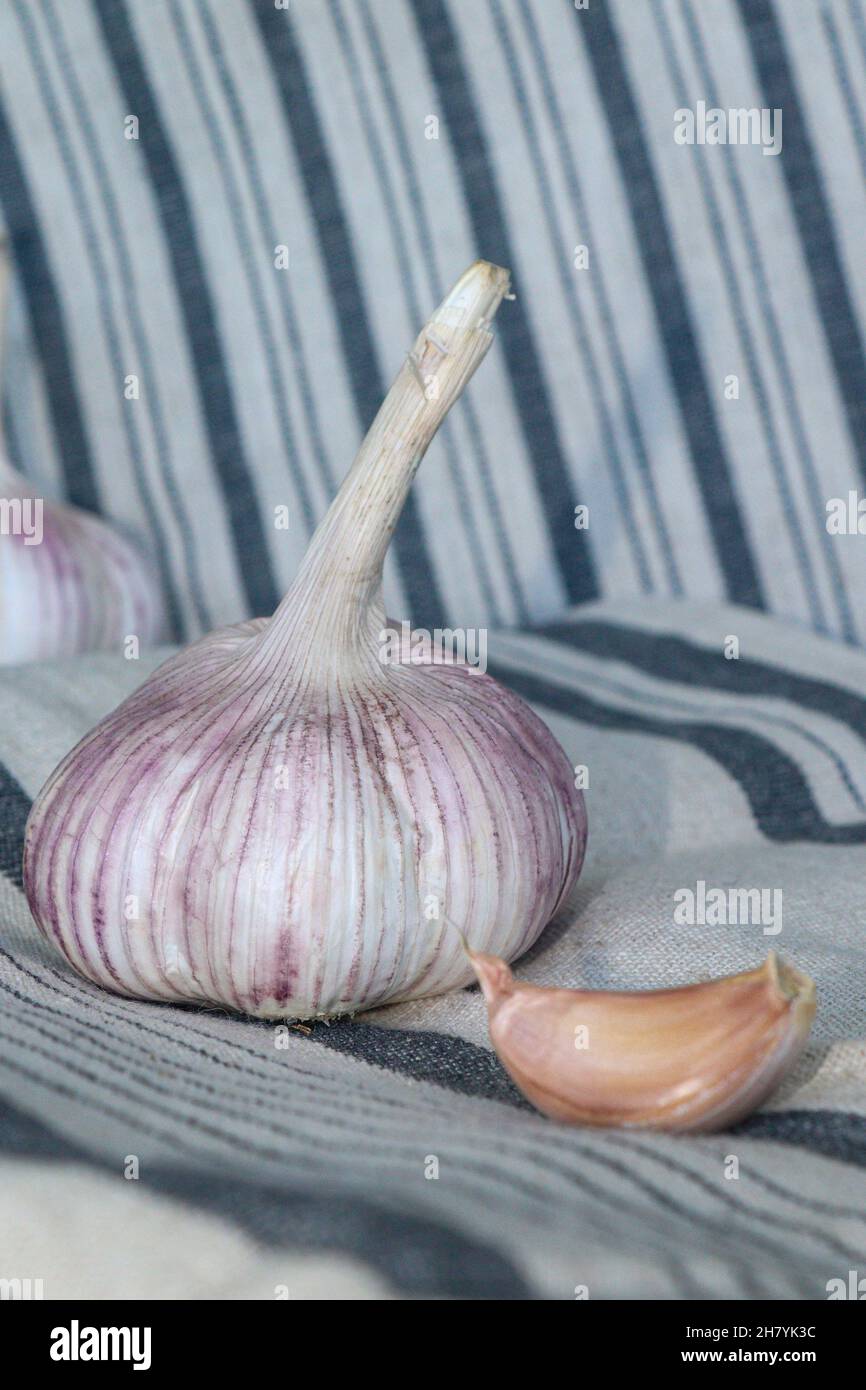 Garlic bulb and clove on textile background Stock Photo - Alamy