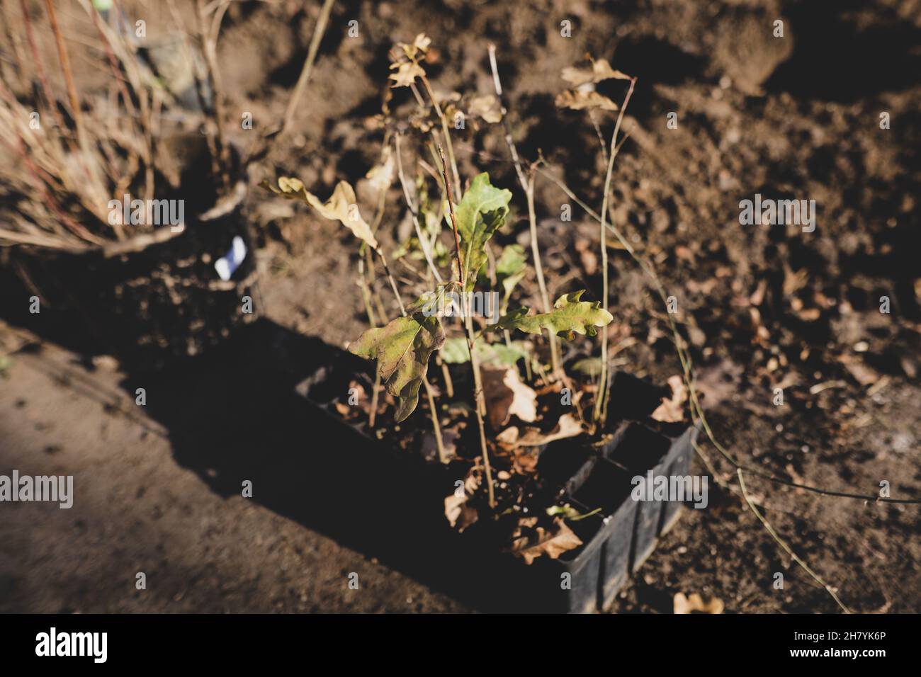 Shallow depth of field (selective focus) image with an oak sapling ...