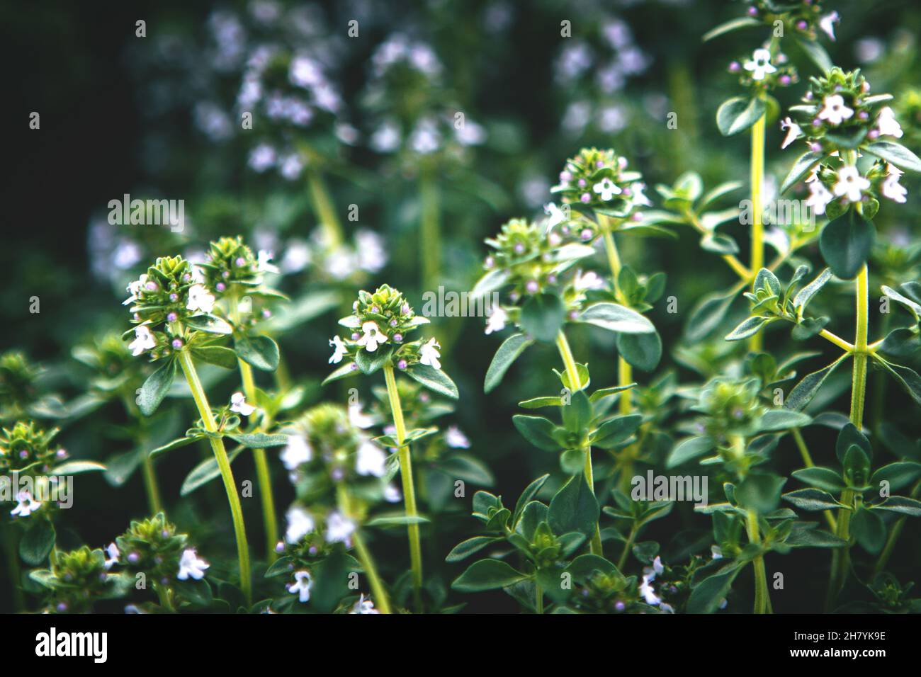 Sweet Basil green plants with flowers growing texture Stock Photo Alamy