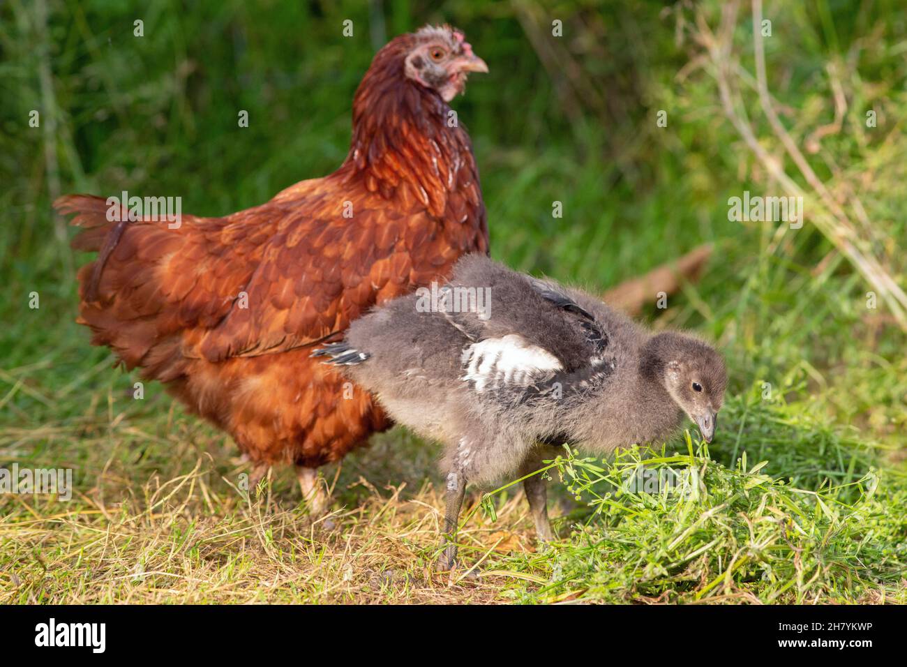 Red-breasted Goose (Branta ruficollis). Immature, juvenile bird, 10days old being foster reared by a domestic broody hen, alongside. Aviculture practi Stock Photo