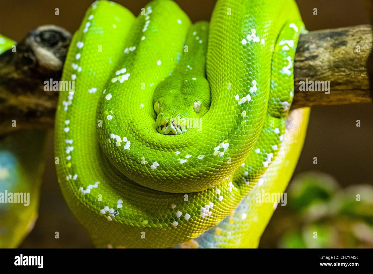A Green tree python (Morelia viridis) rolled up on a branch of a tree. Stock Photo