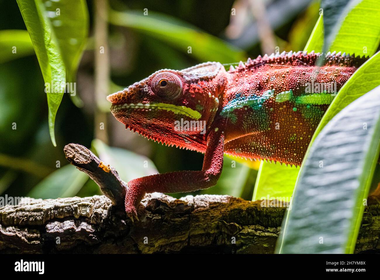 A Panther chameleon (Furcifer pardalis) walking on a branch of a tree with green leafes. Stock Photo