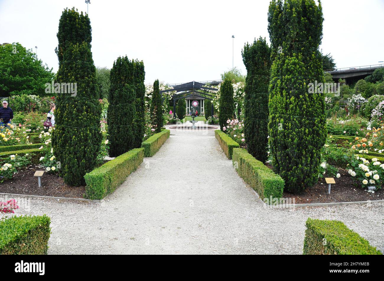Beautiful landscape of roses in Trevor Griffiths Public Rose Garden in Timaru, New Zealand on Nov 28, 2010 Stock Photo