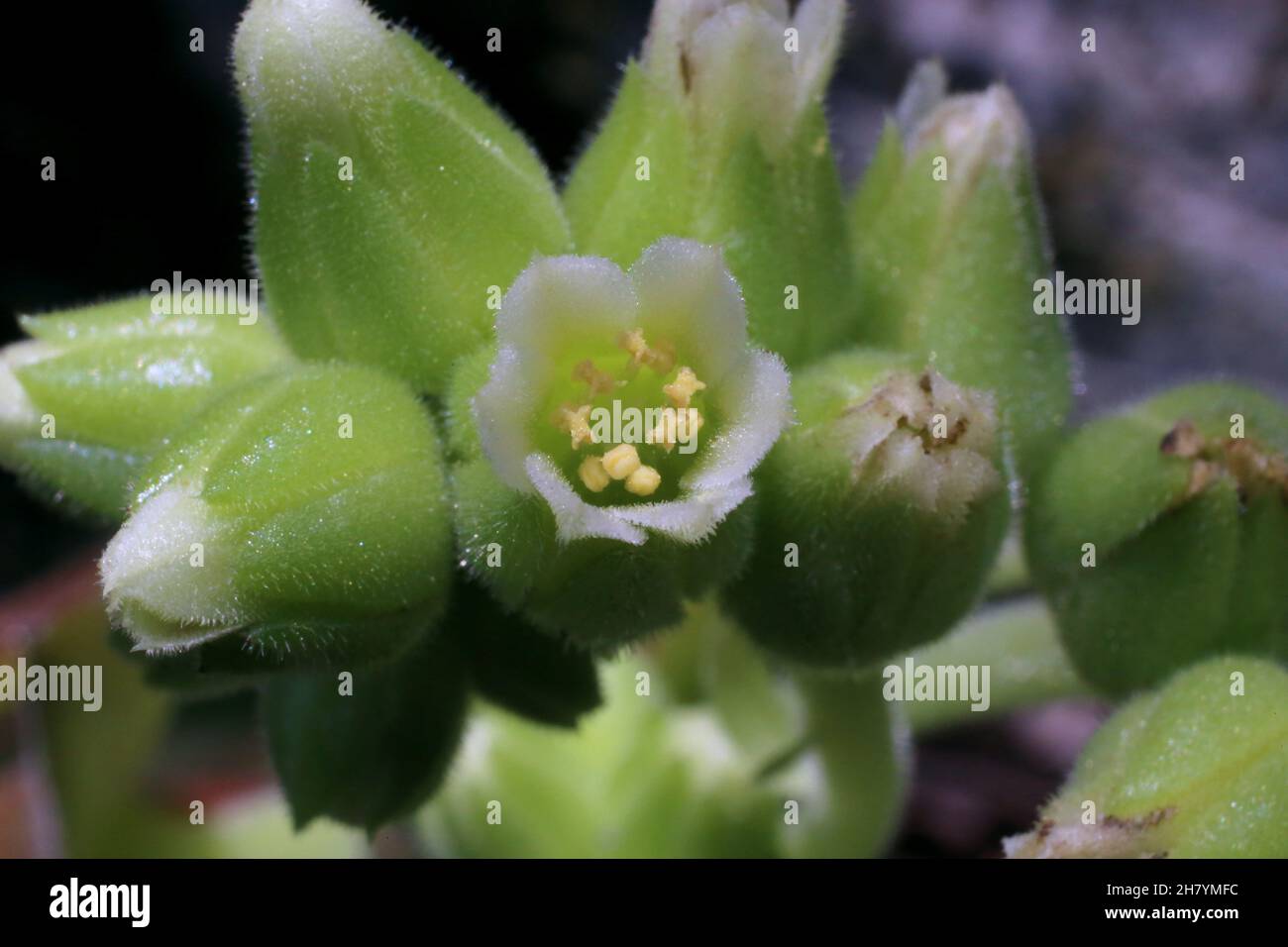 Jovibarba heuffelii,Crassulaceae. Wild plant shot in summer. Stock Photo