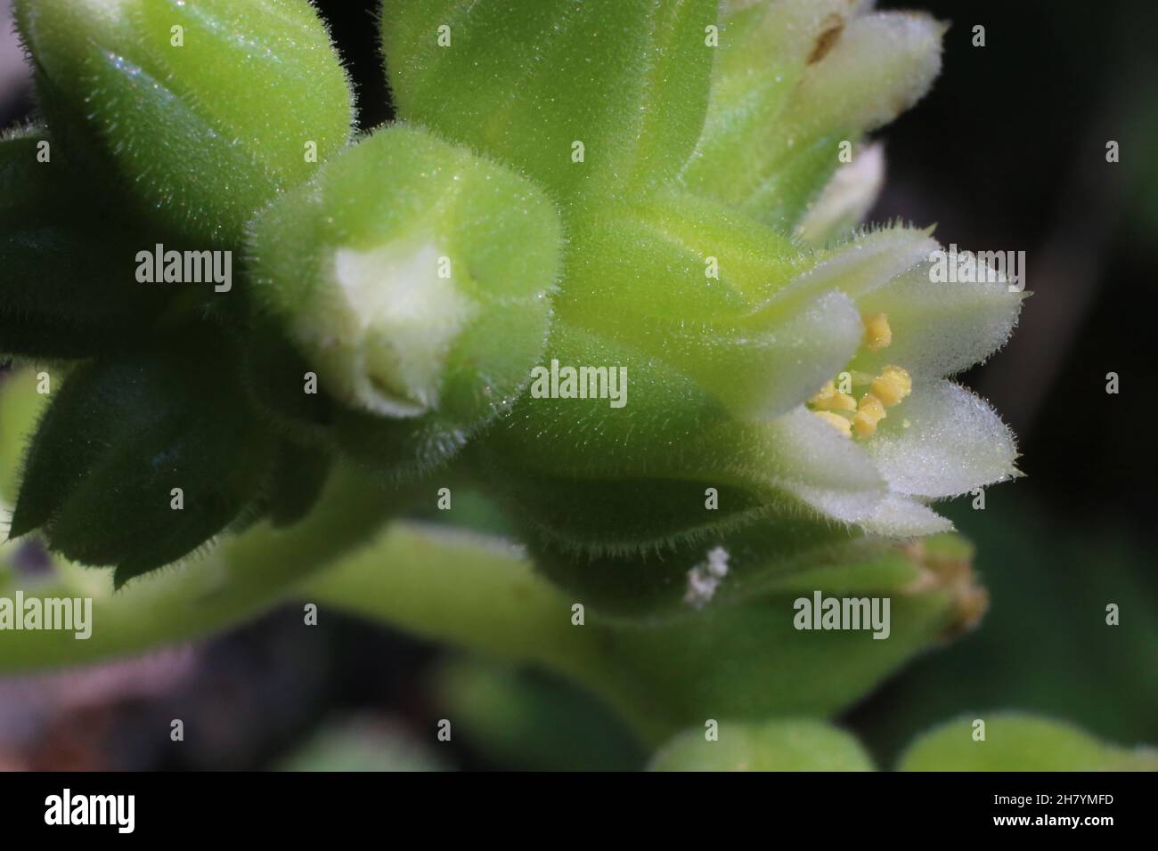 Jovibarba heuffelii,Crassulaceae. Wild plant shot in summer. Stock Photo
