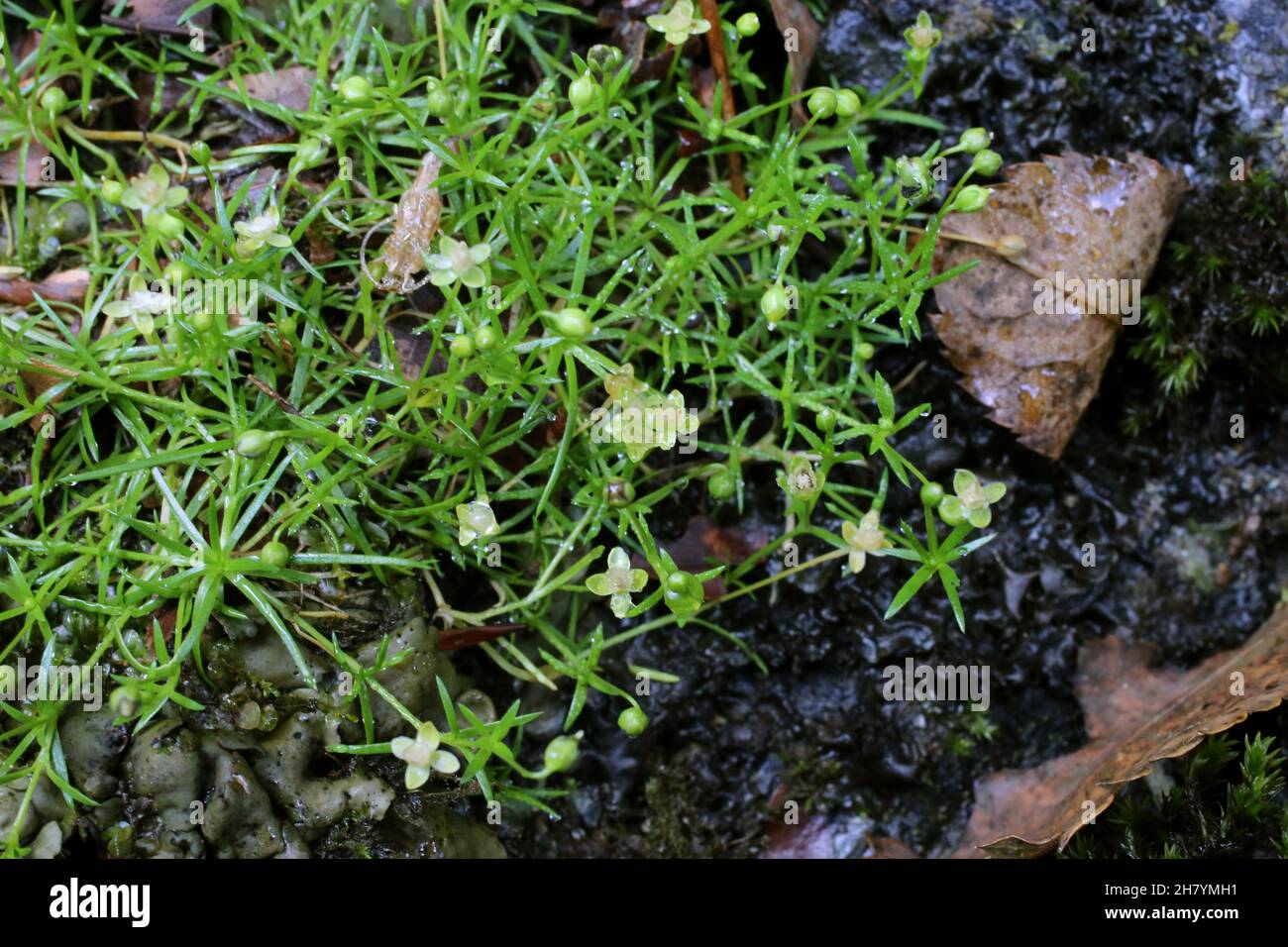 Sagina procumbens, Procumbent Pearlwort, Caryophyllaceae. Wild plant shot in summer. Stock Photo