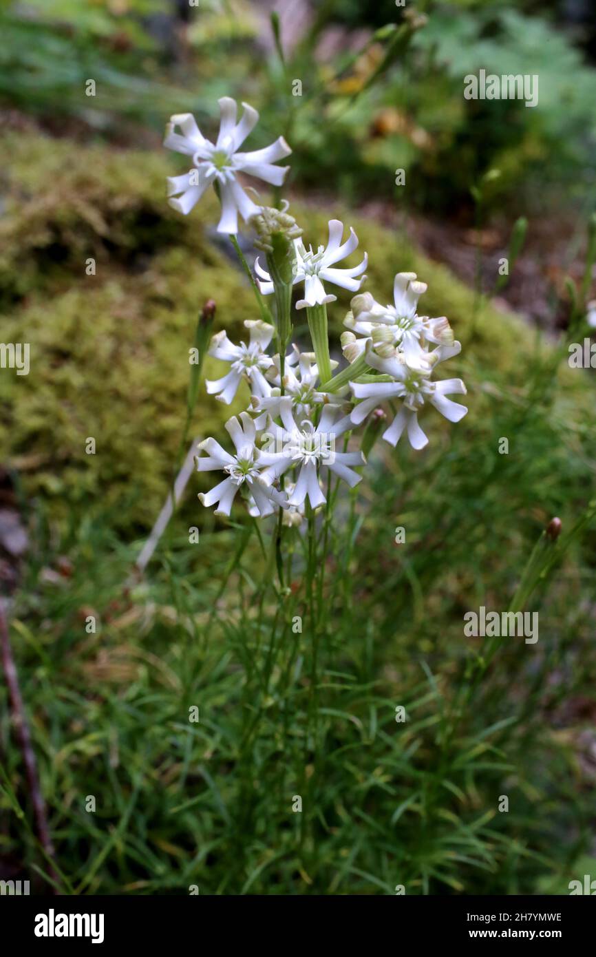 Silene waldsteinii, Caryophyllaceae. Wild plant shot in summer. Stock Photo
