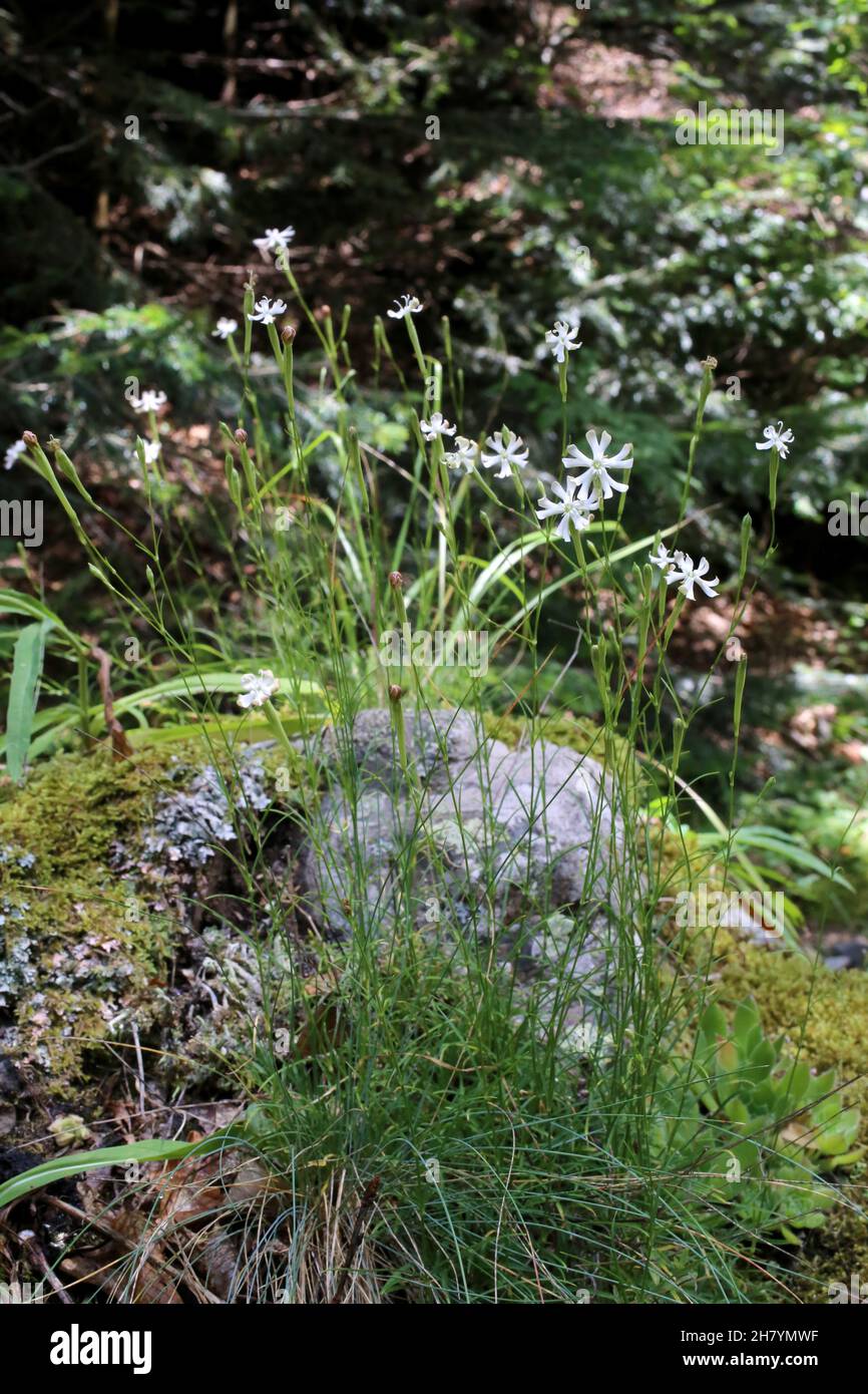 Silene waldsteinii, Caryophyllaceae. Wild plant shot in summer. Stock Photo