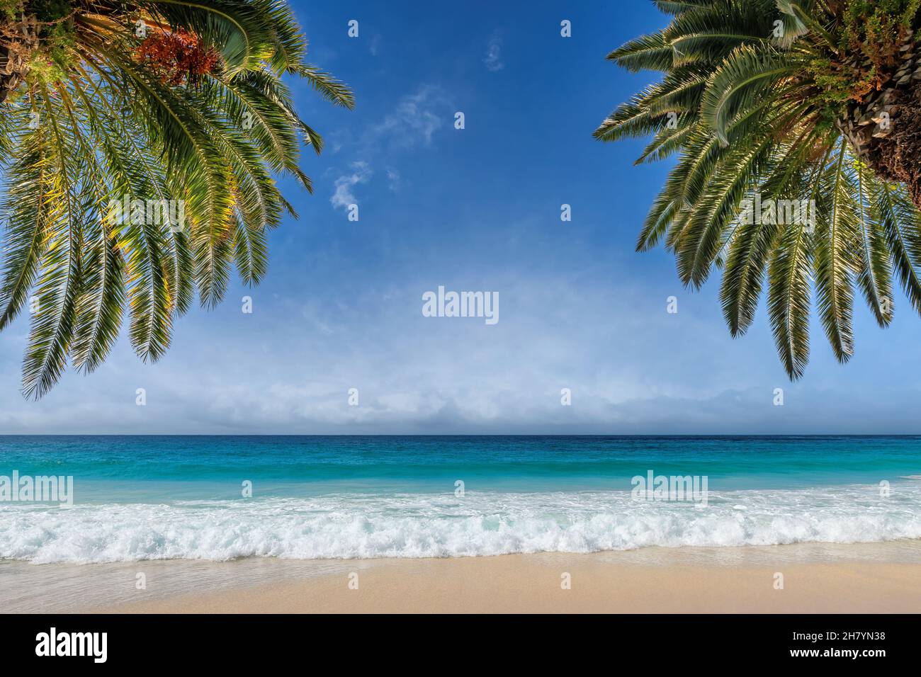 Palm trees in tropical ocean beach Stock Photo