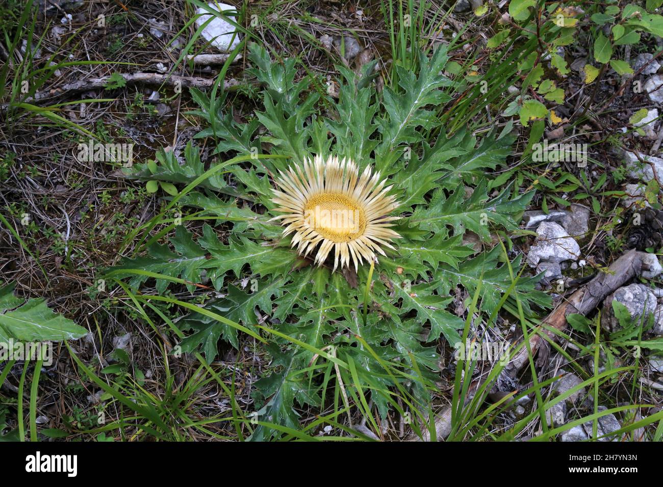 Carlina acanthifolia, Acanthus-Leaved Carline Thistle, Compositae. Wild plant shot in summer. Stock Photo