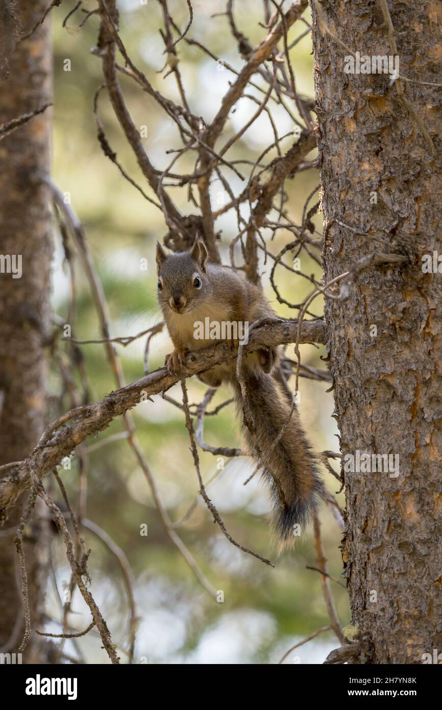 Squirrel Swan squirrel on a branch around swan lake in teton national park in Wyoming ...