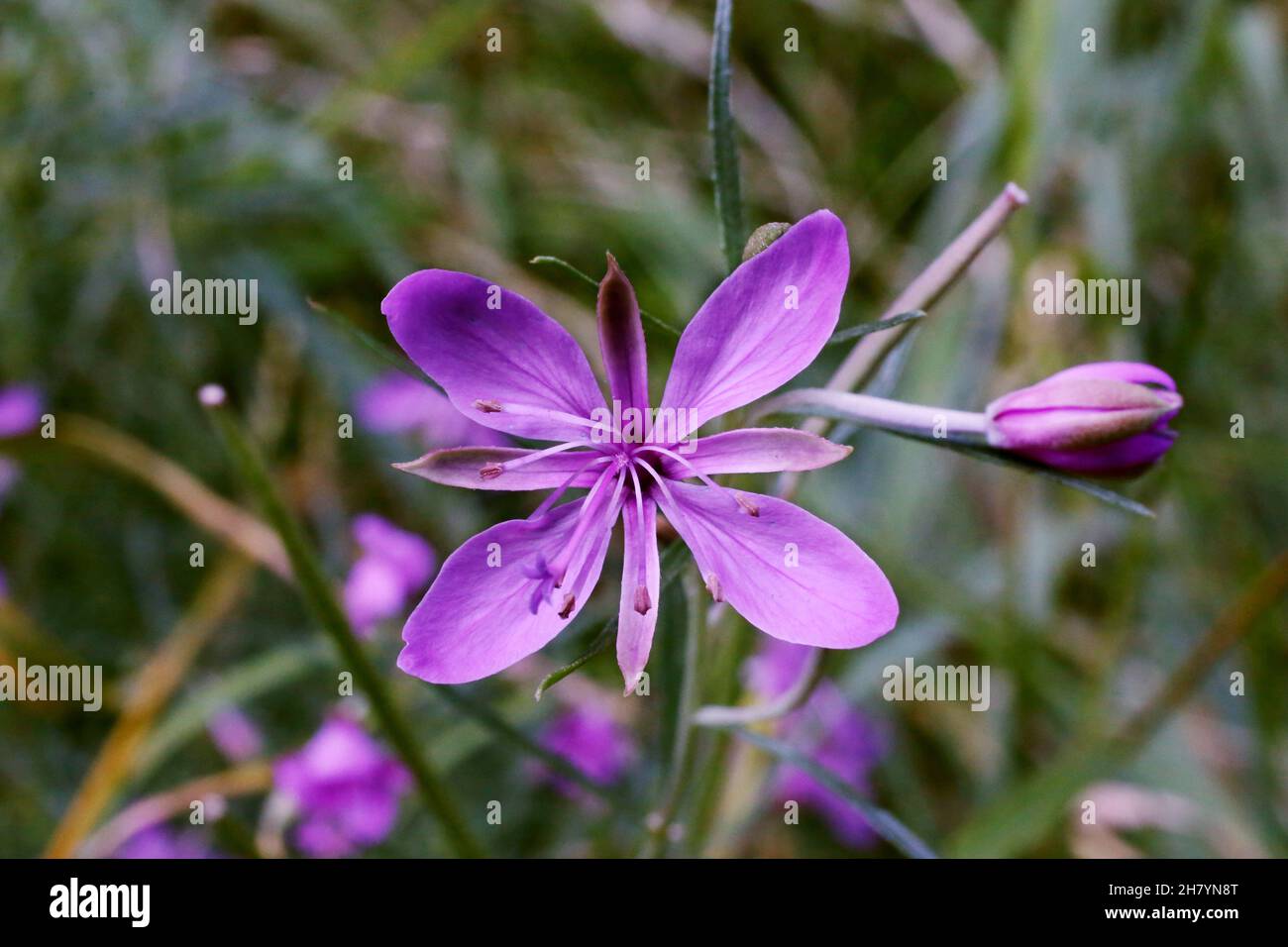 Epilobium dodonaei, Onagraceae. Wild plant shot in summer. Stock Photo
